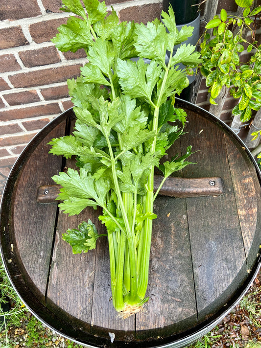 Groenselderij risotto met paddestoelen