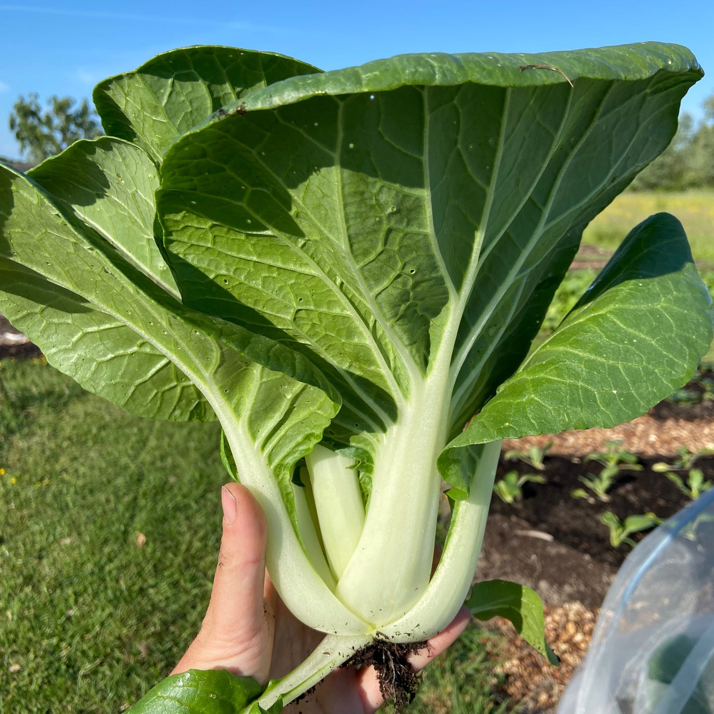 Paksoi (~300g, met wat gaatjes)