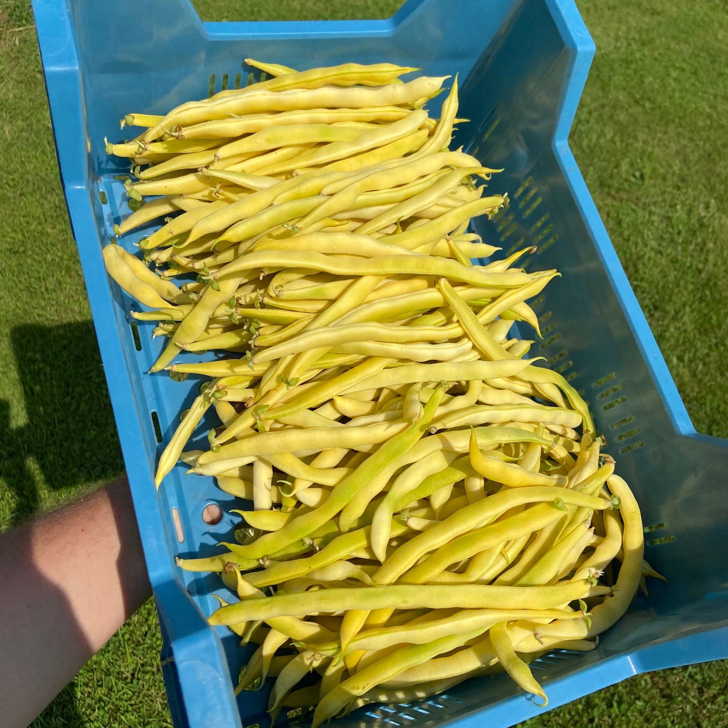 Stokbonen (groen, 300g)