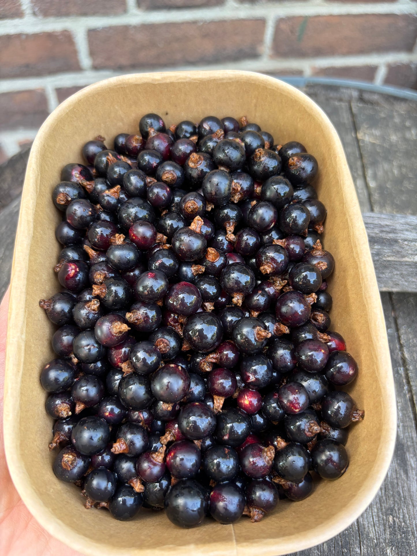 Zwarte Bessen (300g, bevroren)
