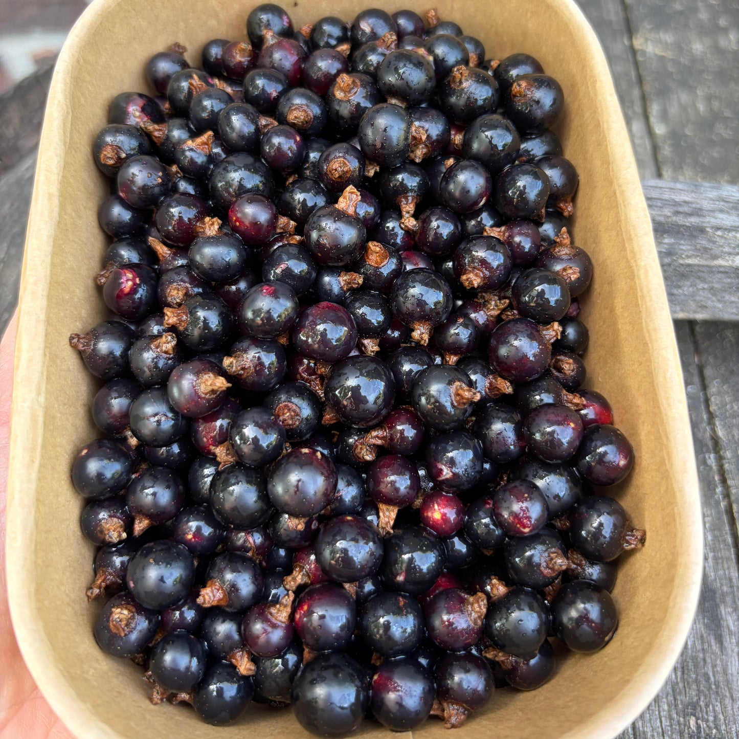 Zwarte Bessen (300g, bevroren)
