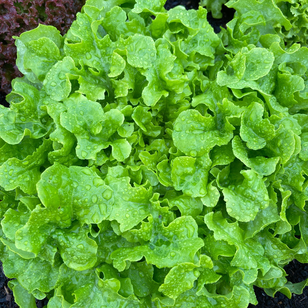 Kropsla