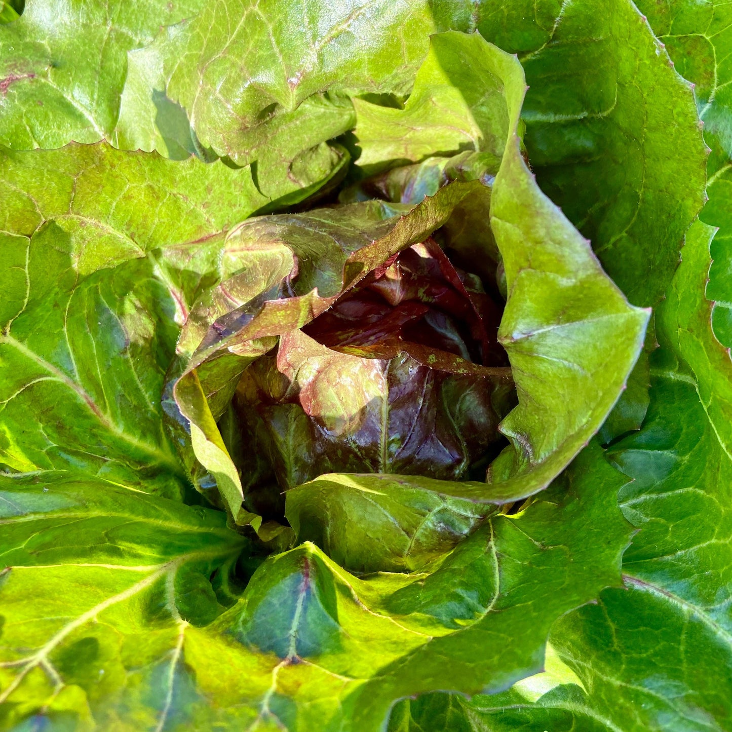 Radicchio
