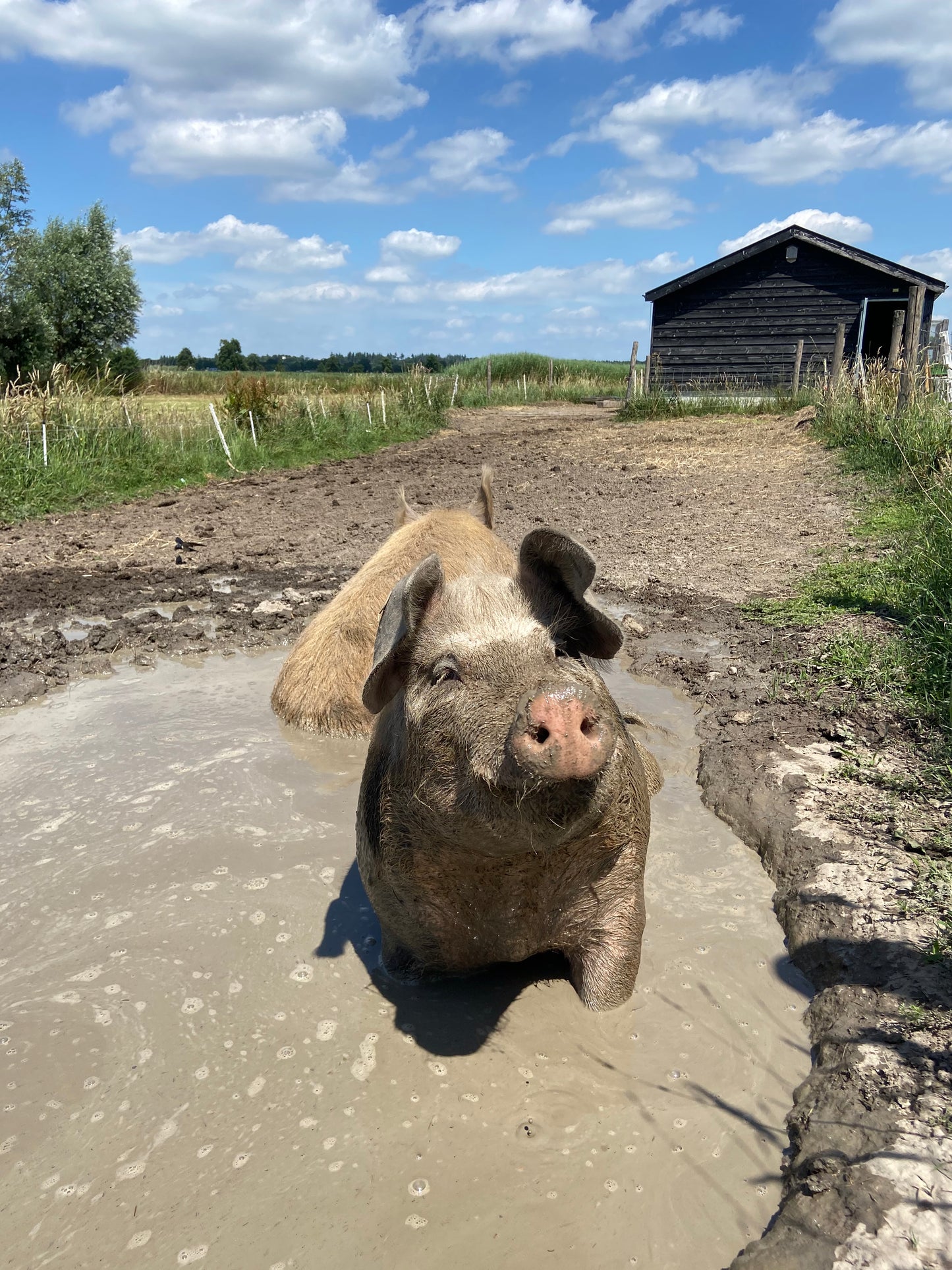 Worstenpakket 'Huub'