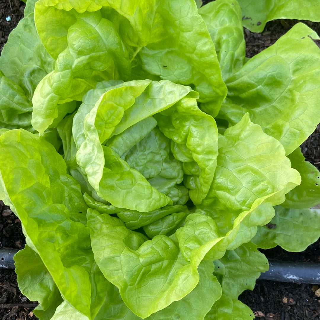Kropsla
