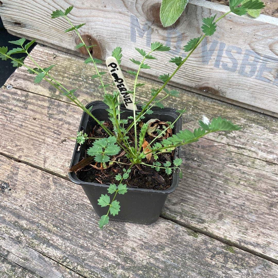 Tuinplant/Bijenplant