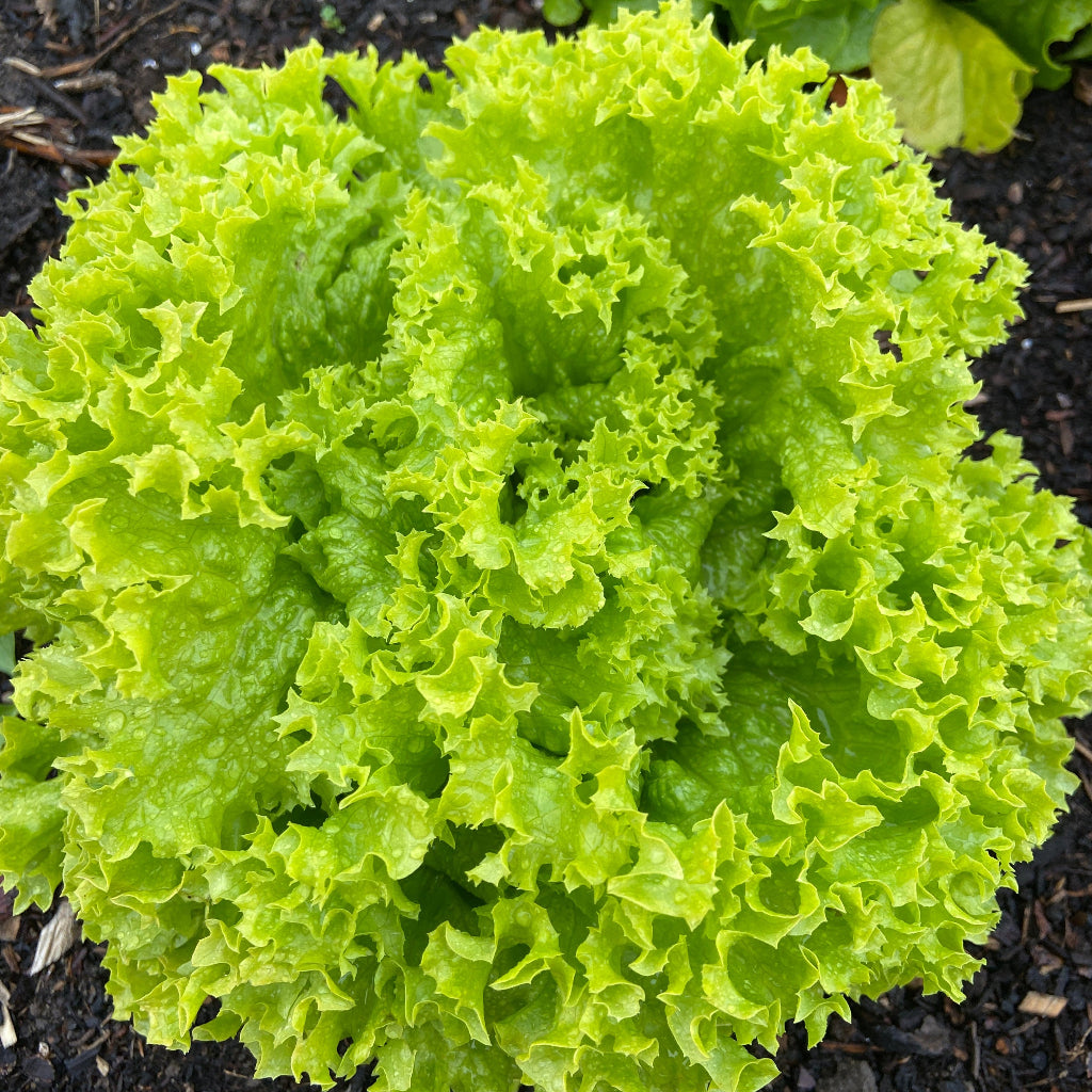 Kropsla