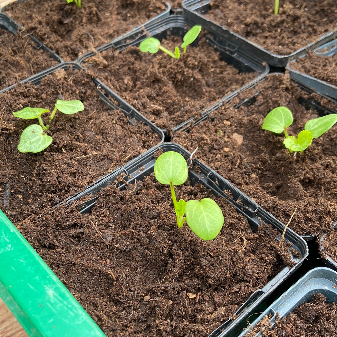 Eetbare bloemen (jonge plantjes, diverse soorten)