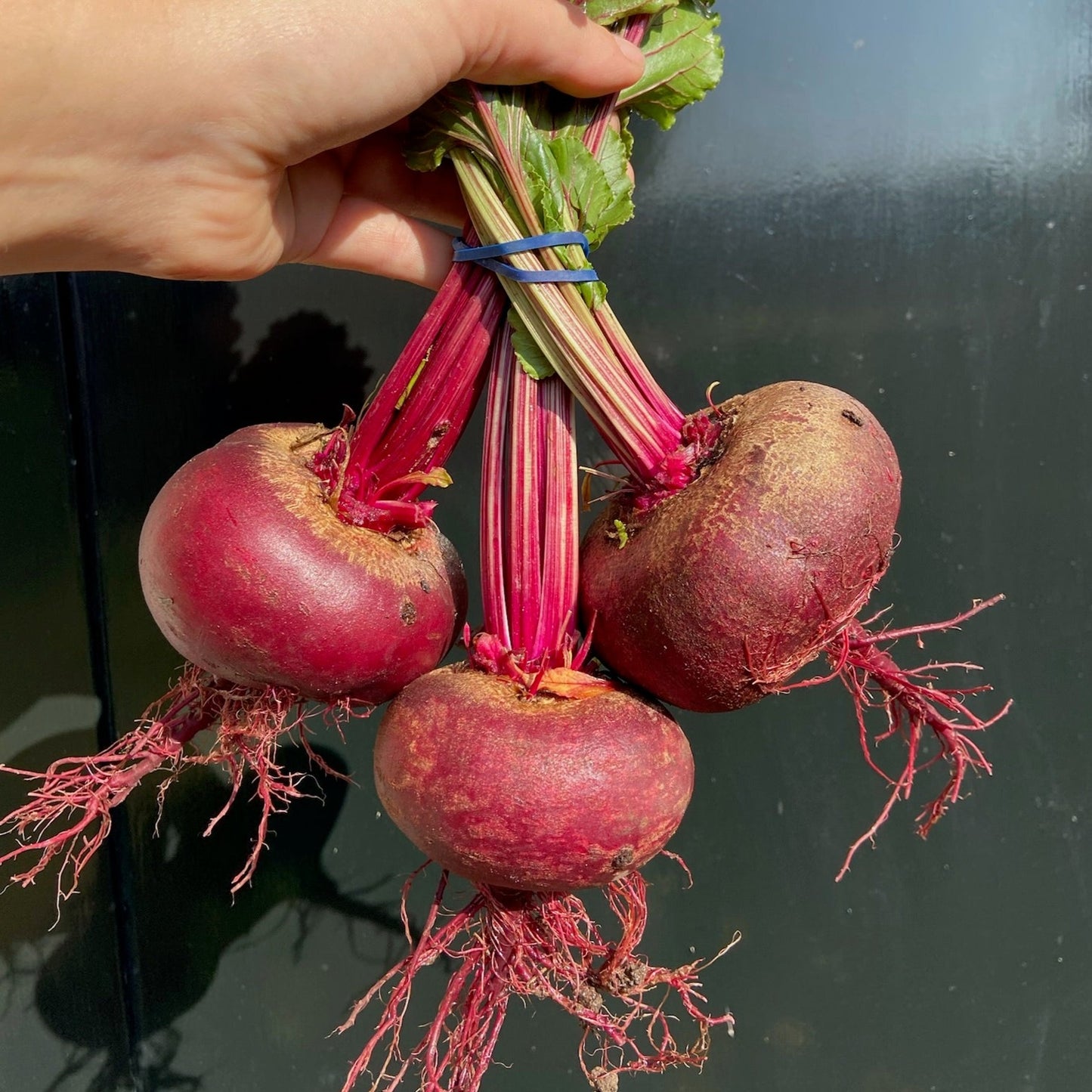 Chioggia biet (jonge bietjes, 3st)