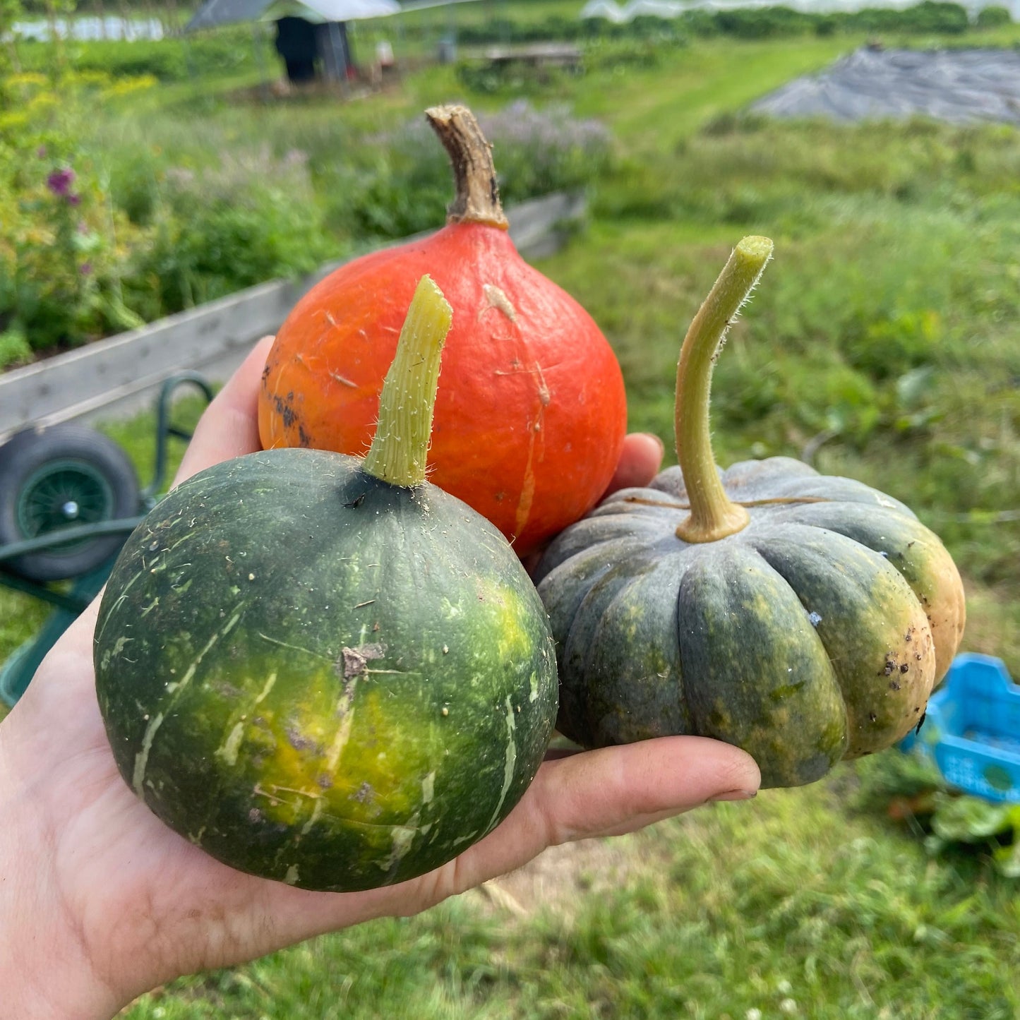 Mini pompoentjes (3st)