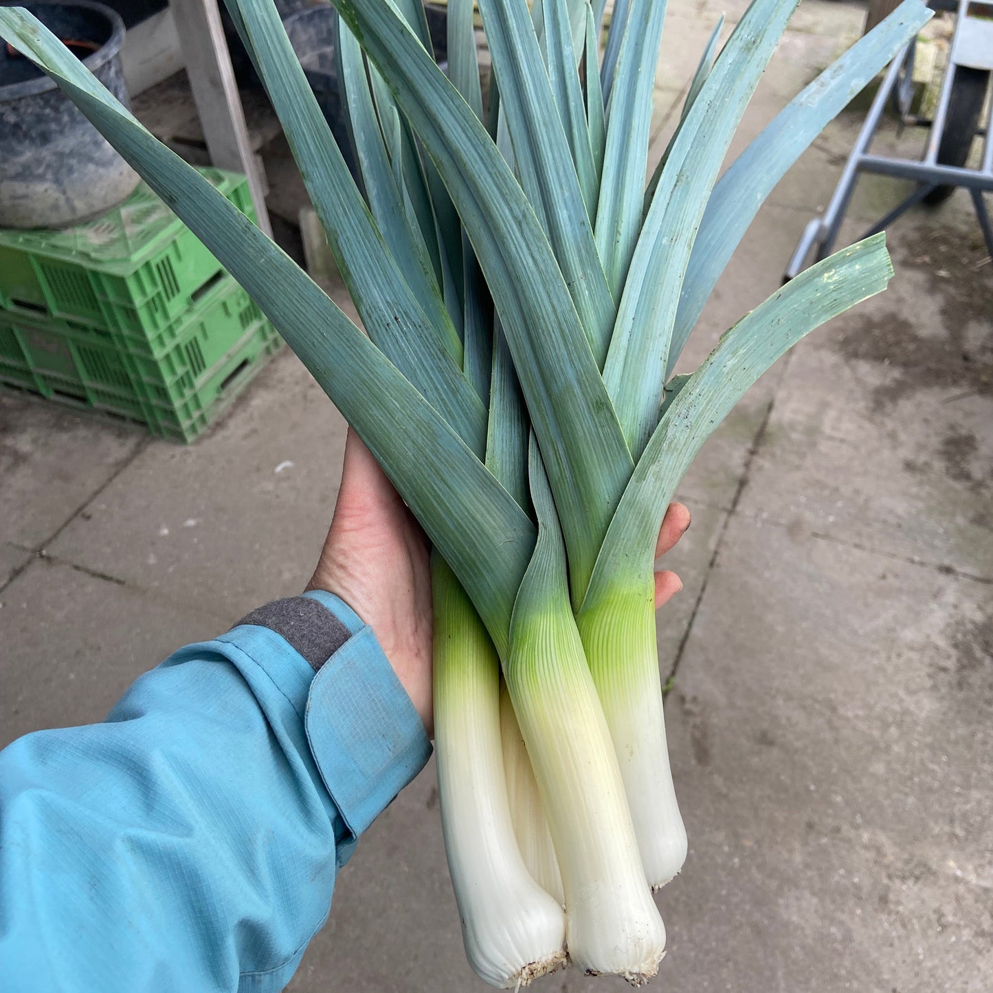 Prei (~400g, jonge zomerprei)