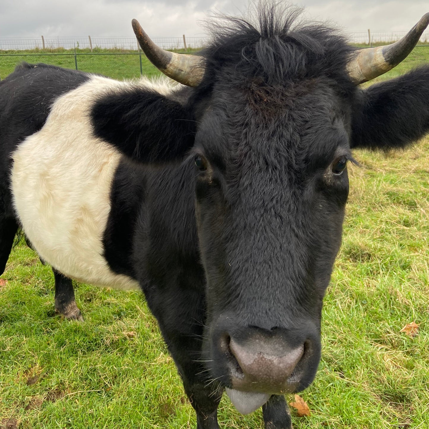 Osseworst (Grasgevoerd Lakenvelder, ~260g)