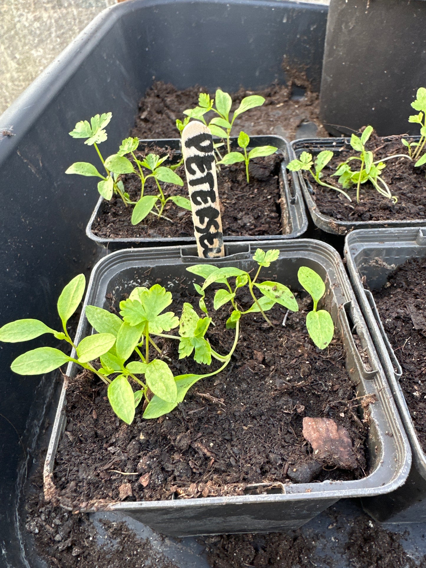 Jonge kruidenplanten