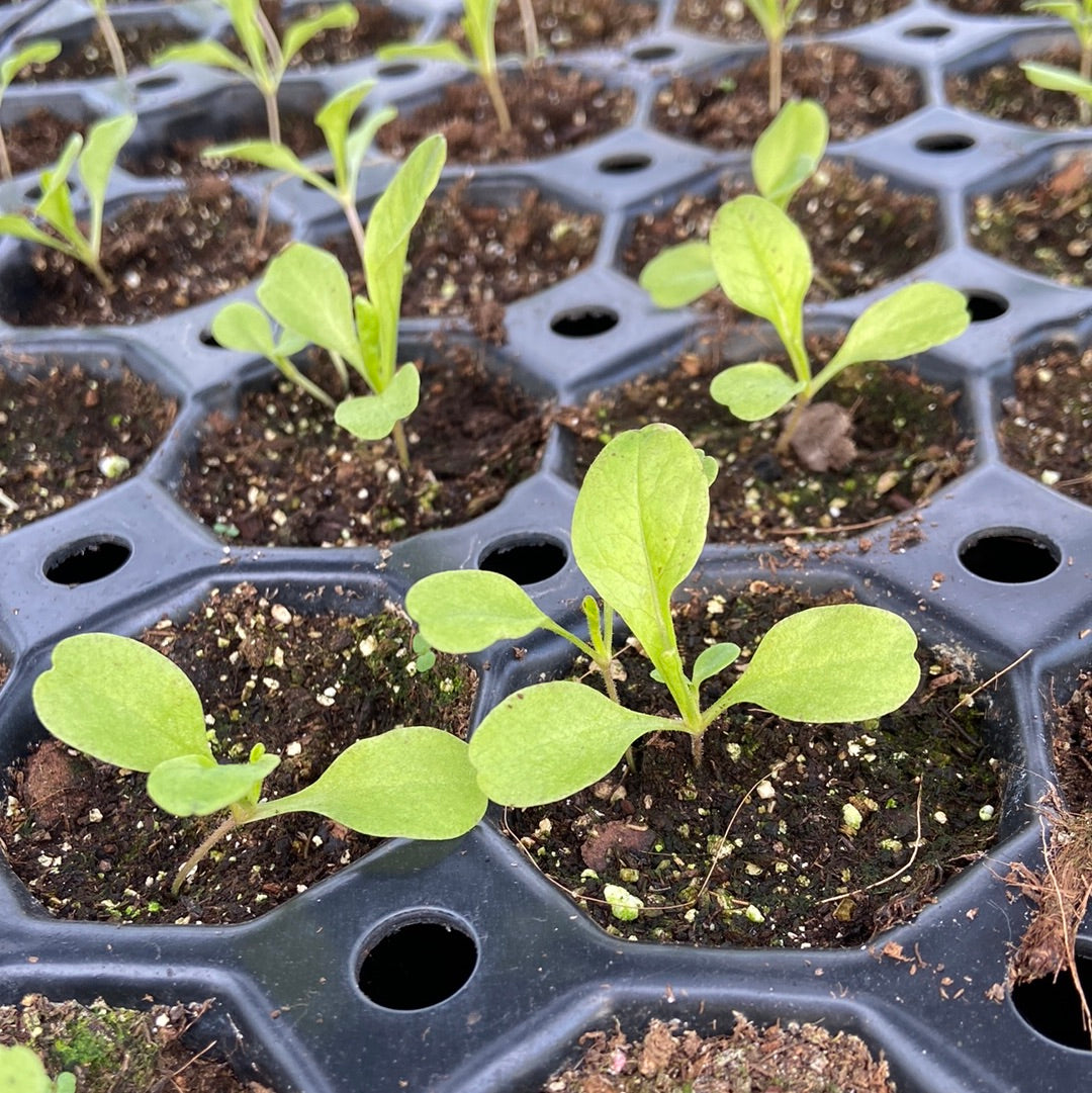 Groenteplugjes (diverse groenten)