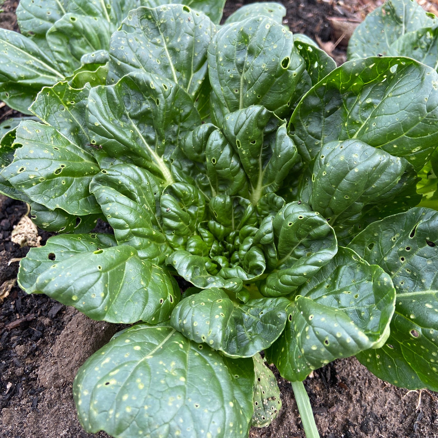 Tatsoi (300-400g, met wat gaatjes)