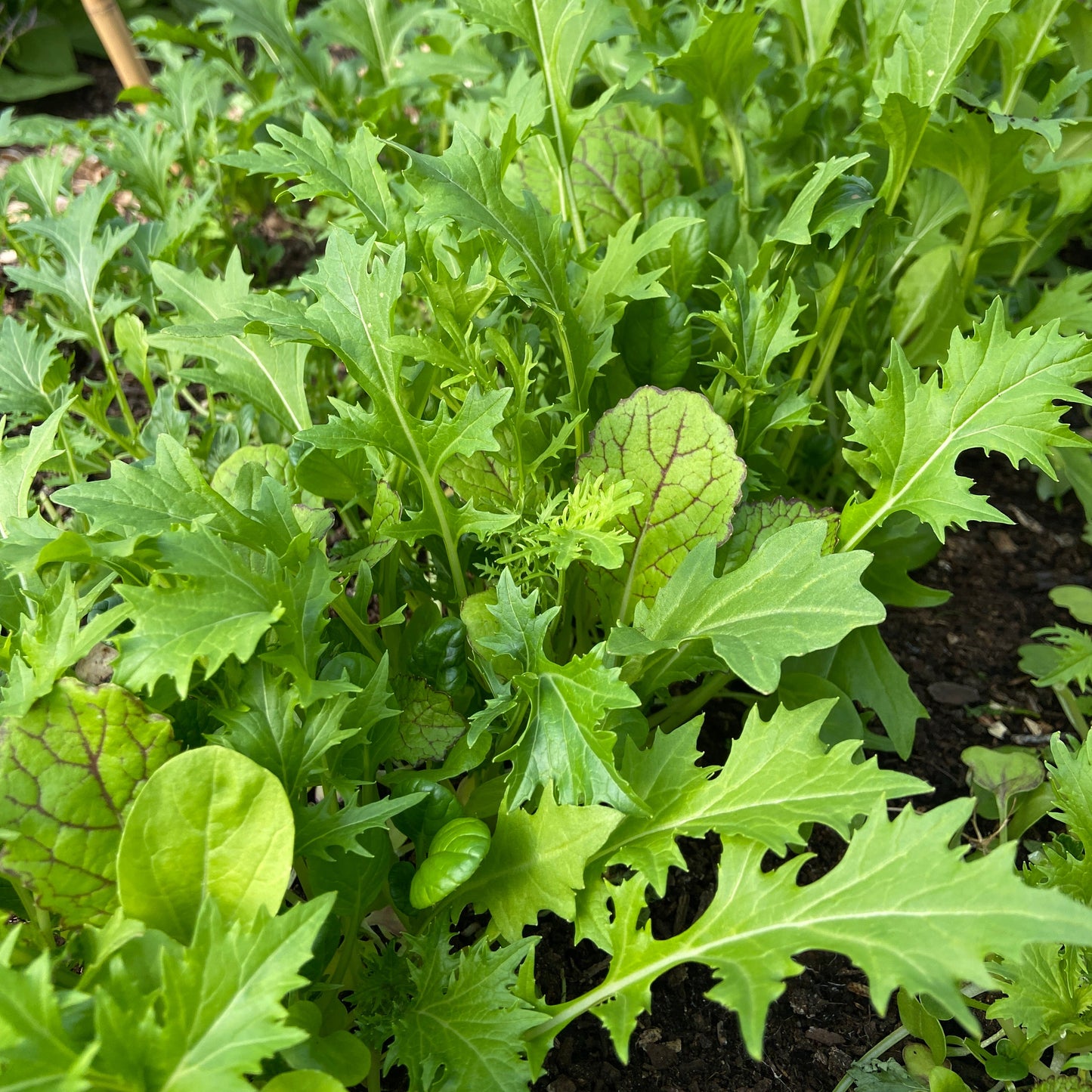 Roerbakmix (bladgroenten, 100g)