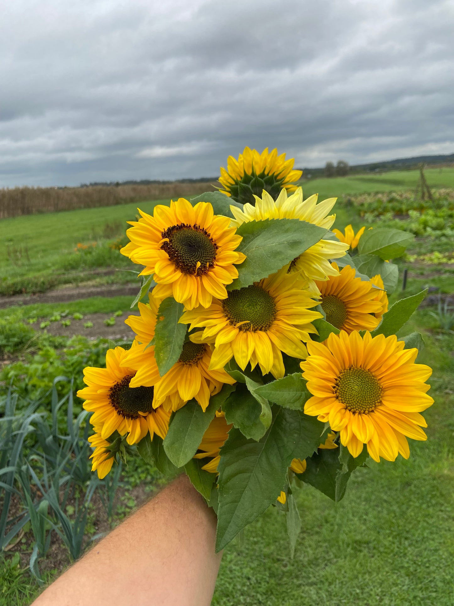 Zonnebloem (uit het veld, per steel)