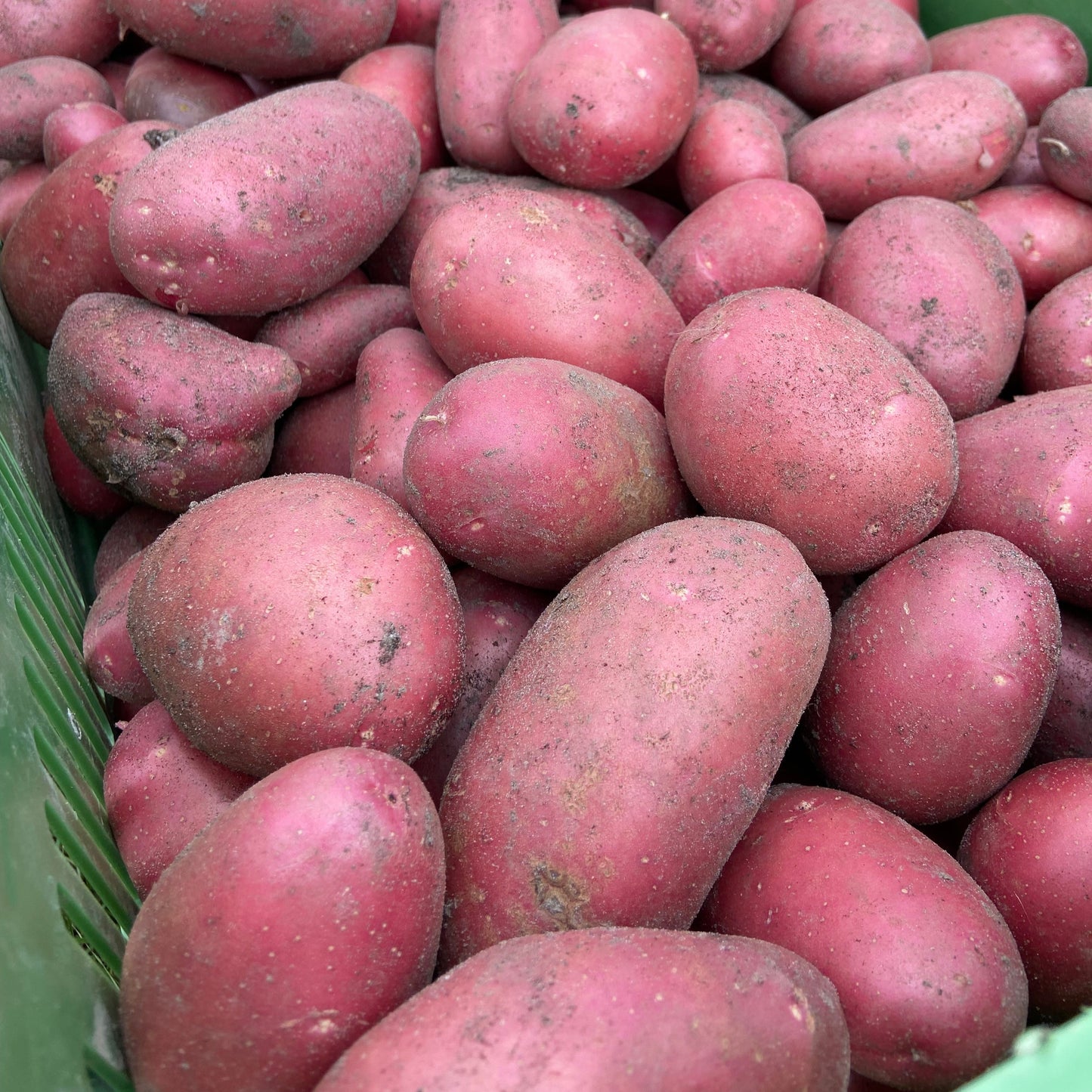 Aardappelen (nieuwe oogst)