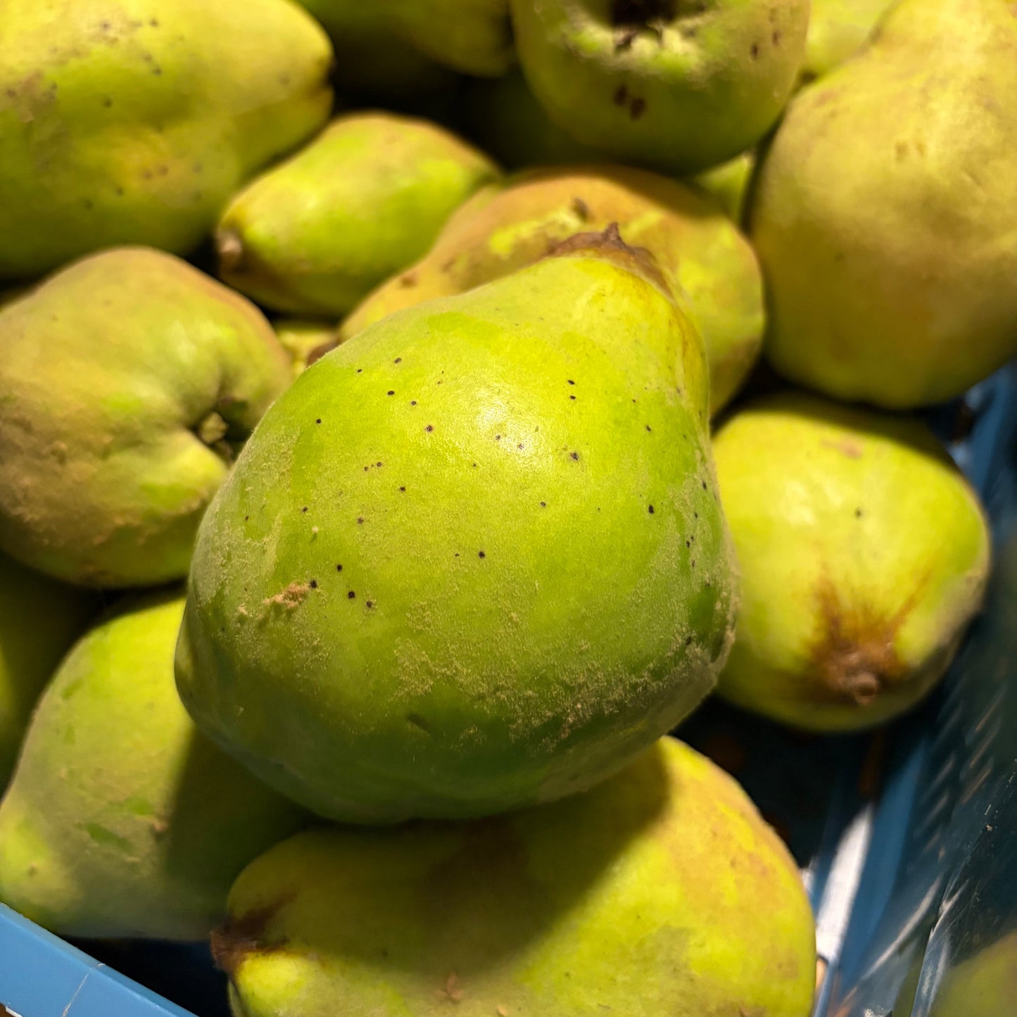 Gooyerdijkse Kweepeer (2.5kg)
