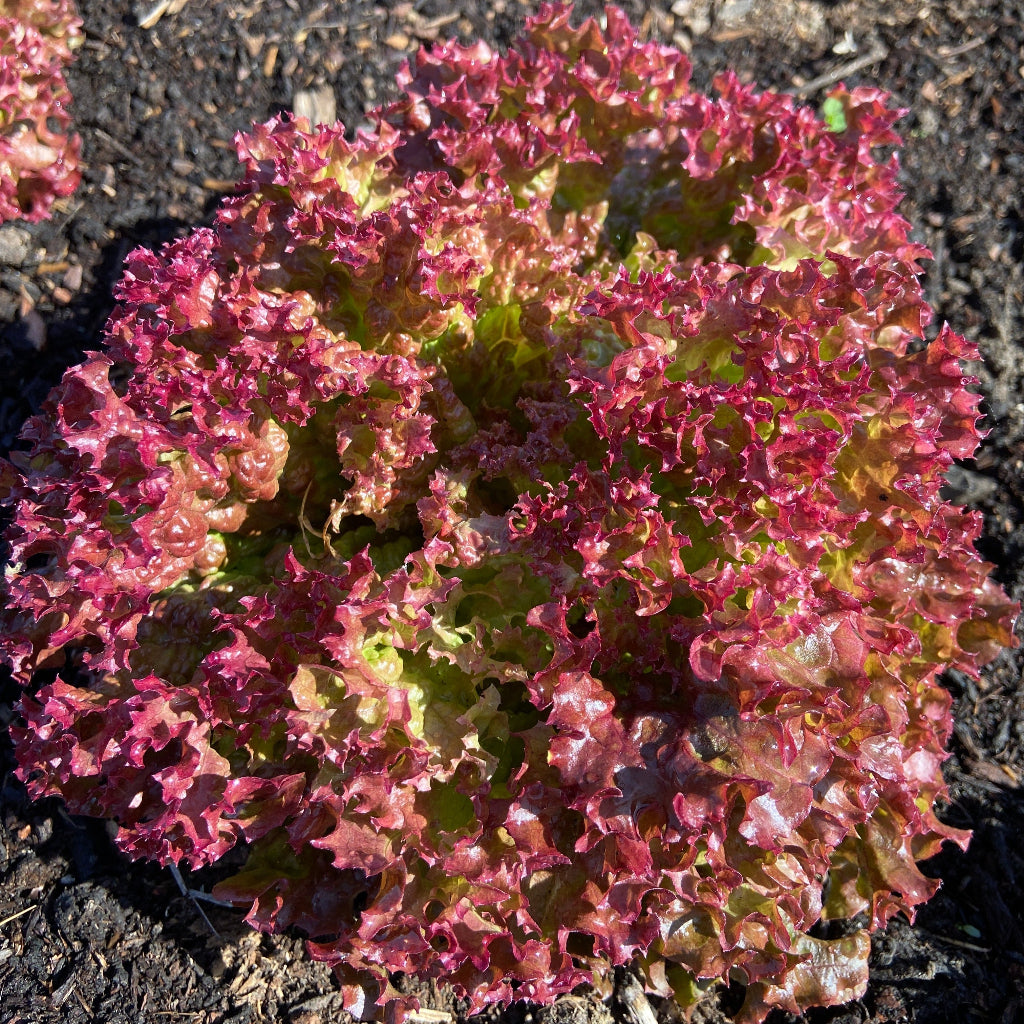 Kropsla