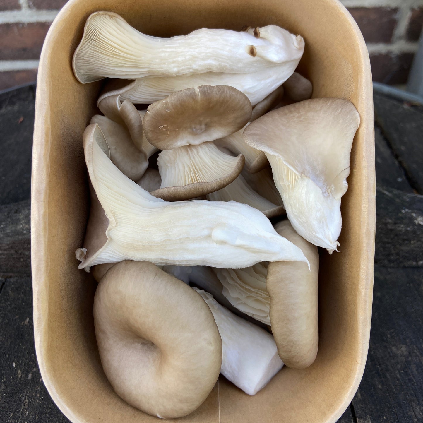 Oesterzwammen (~180g, alleen don, vrij, zat)