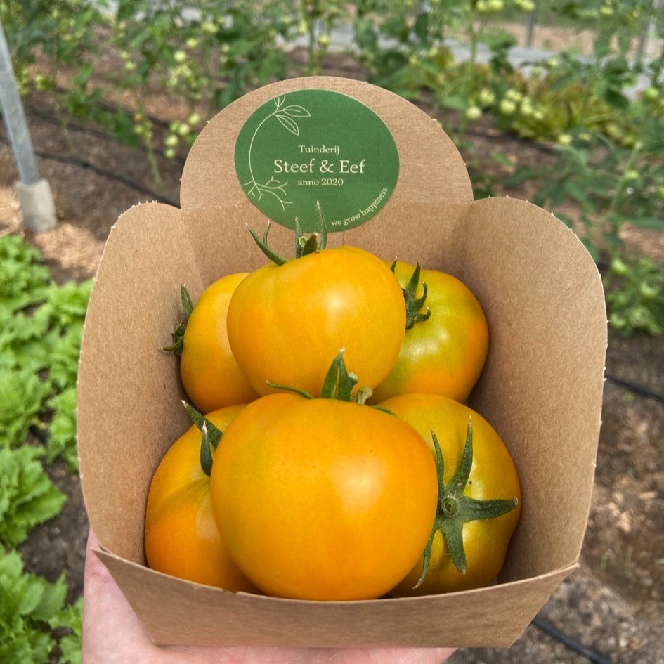 Tomaten (snack-, vlees- of gewoon formaat)
