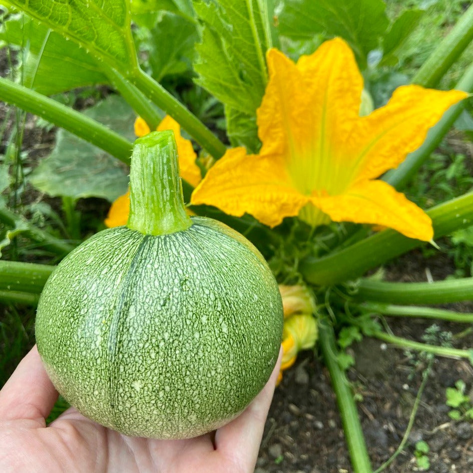 Courgette (groen of geel)