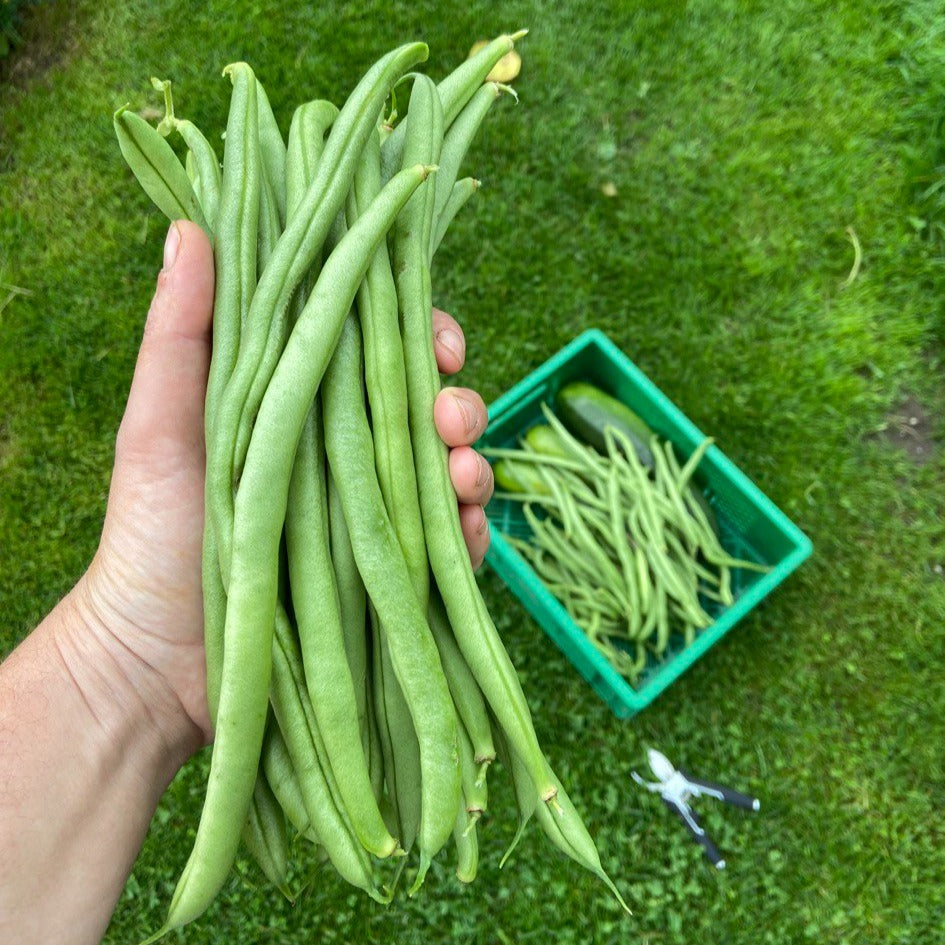 Stokbonen (groen of geel, 300g)