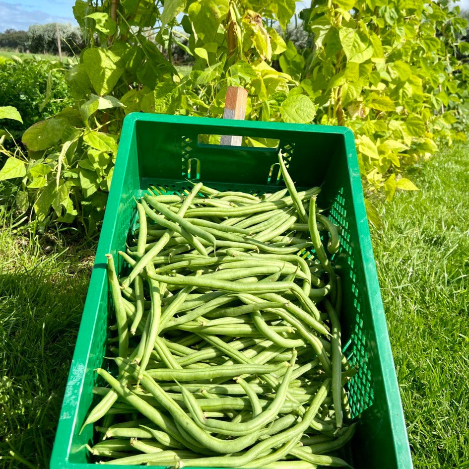 Stokbonen (groen of geel, 300g)