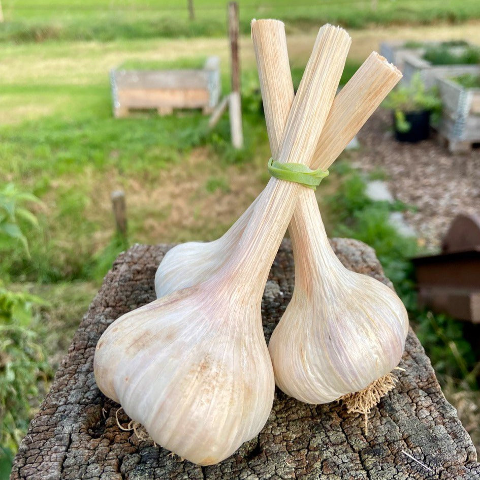 Knoflook (bol, gedroogd)