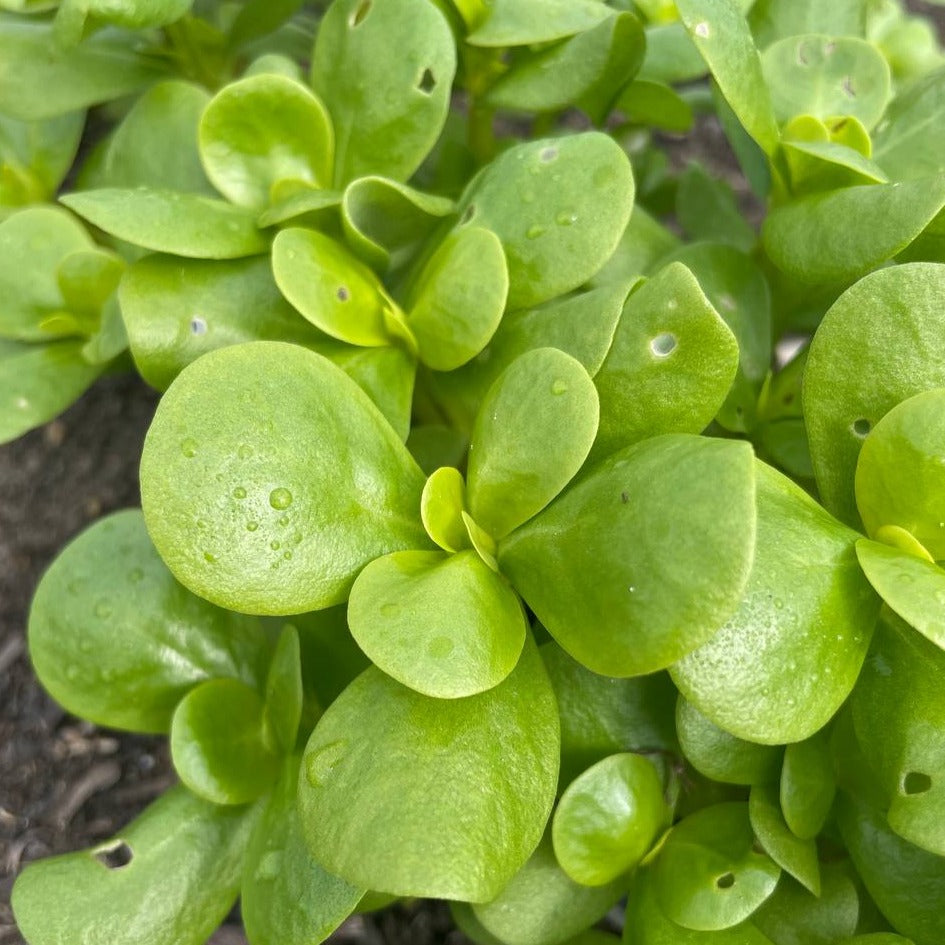 Zomerpostelein (200g)