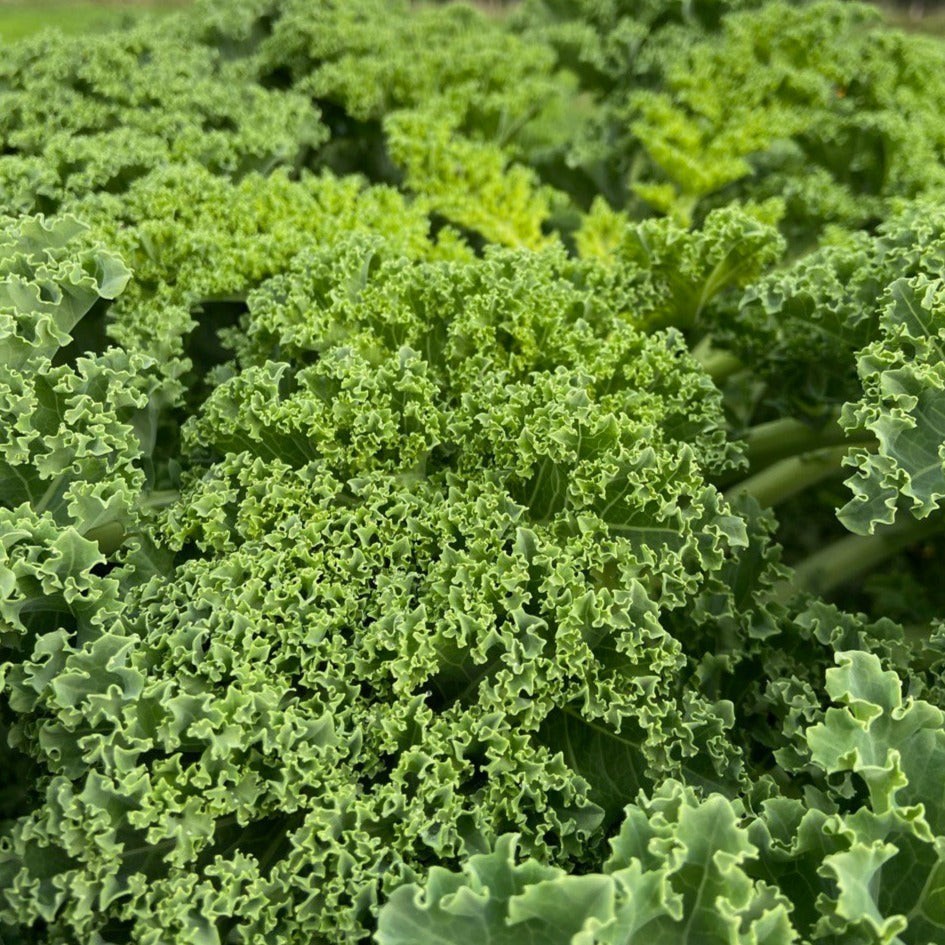 Boerenkool (500g)