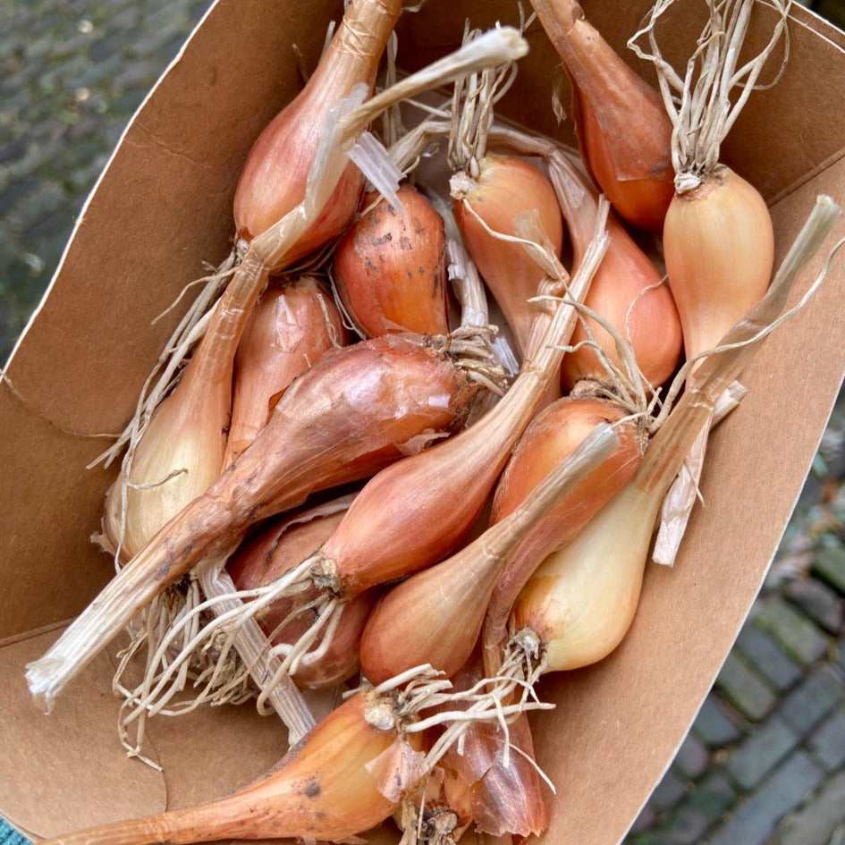 Salade ui (gedroogd, 125g)