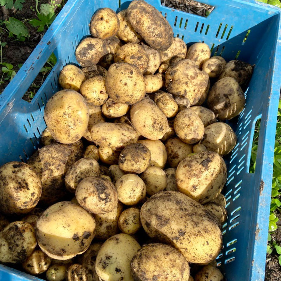 Aardappelen nieuwe oogst! (Levante & Connect!)