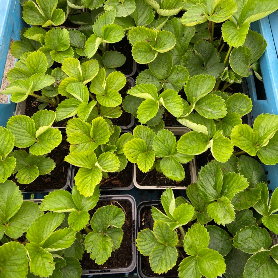 Aardbeienstekjes