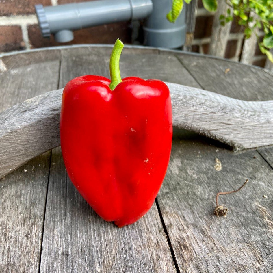 Veldpaprika (2-4st, groen)
