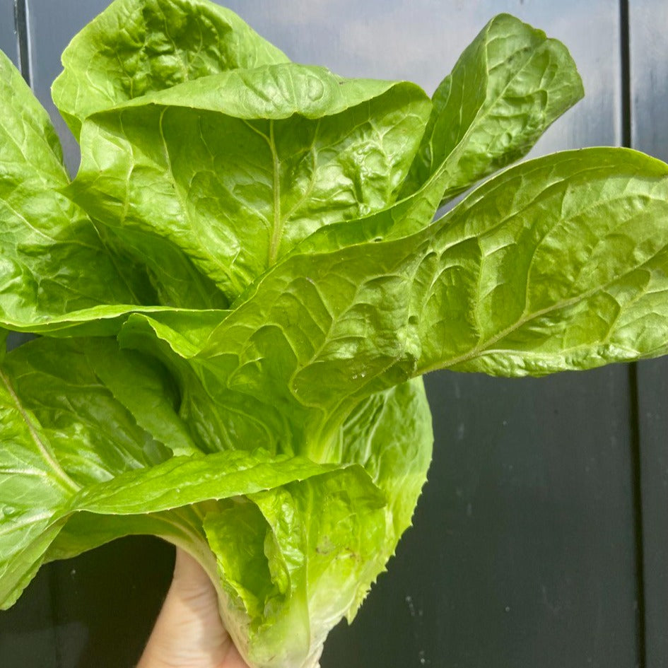 Jonge Groenlof (~200g)