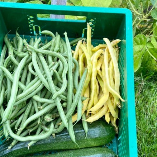 Stokbonen (groen of geel, 300g)