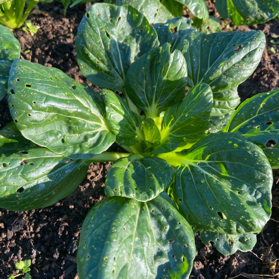 Paksoi/tatsoi mix(3st)