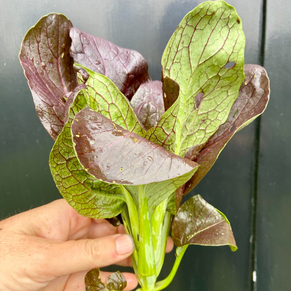 Paksoi/tatsoi mix(3st)