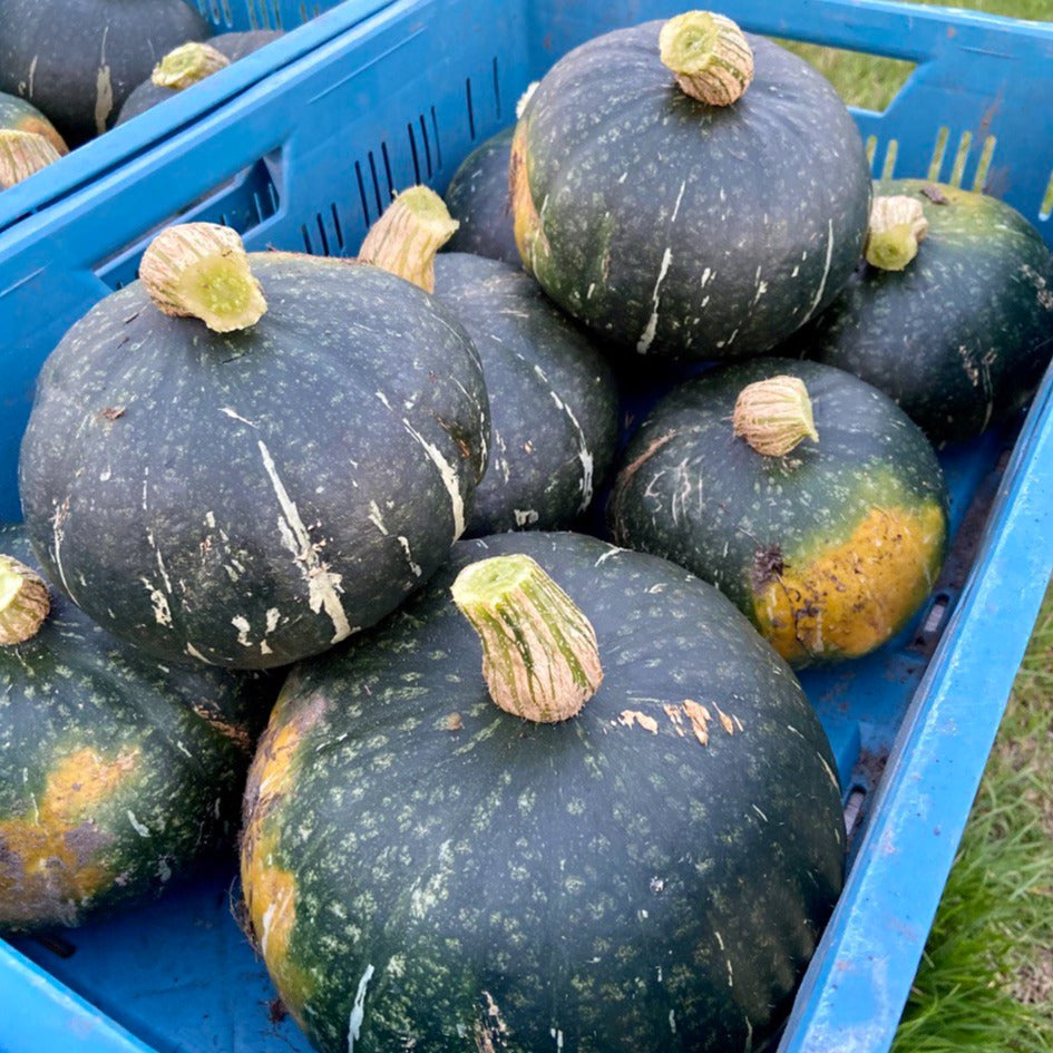 Groene Hokkaido pompoen