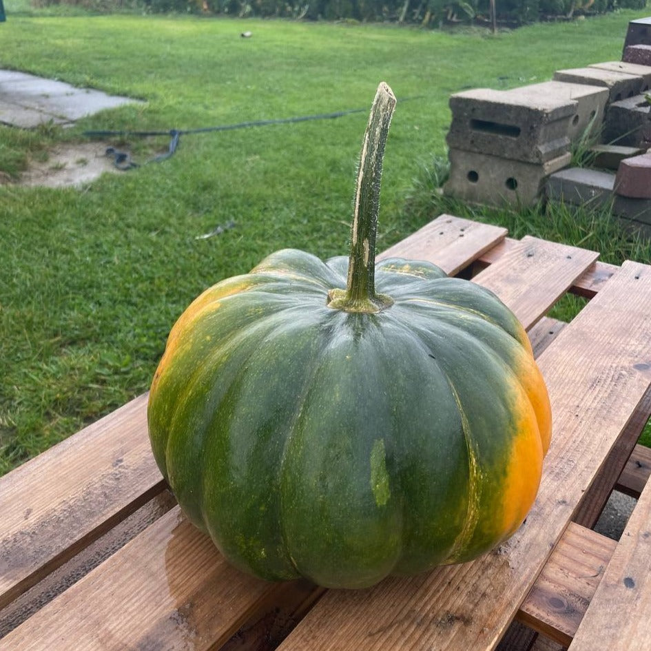 Muskaat pompoen 'Musquée de Provence' ~5kg