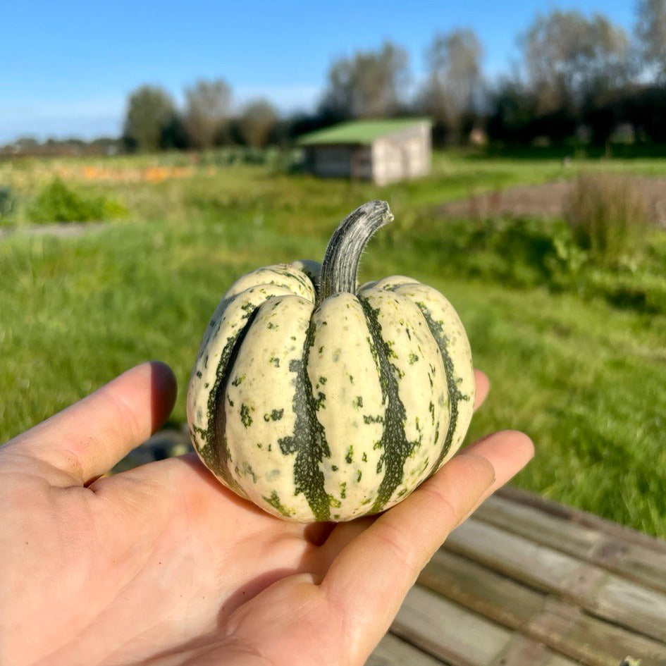 Pompoen sweet dumpling (verschillende groottes)