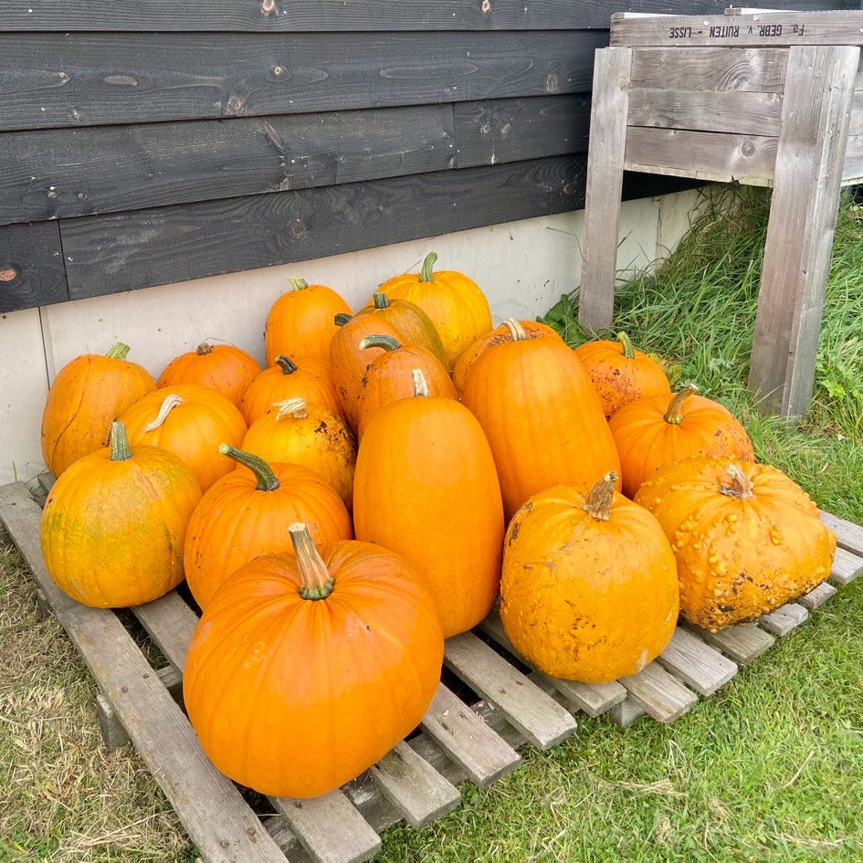 Halloween/soep pompoen (div formaten)
