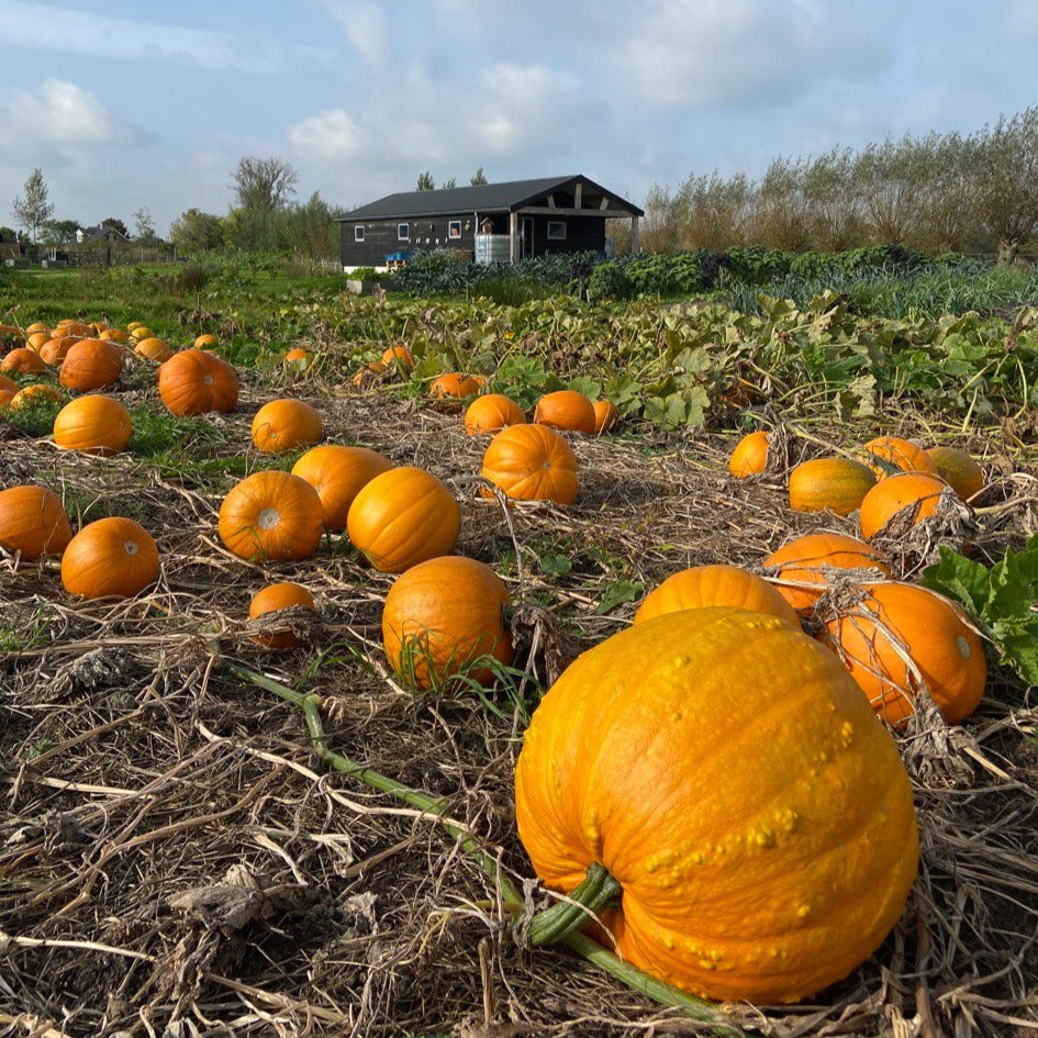 Halloween/soep pompoen (div formaten)