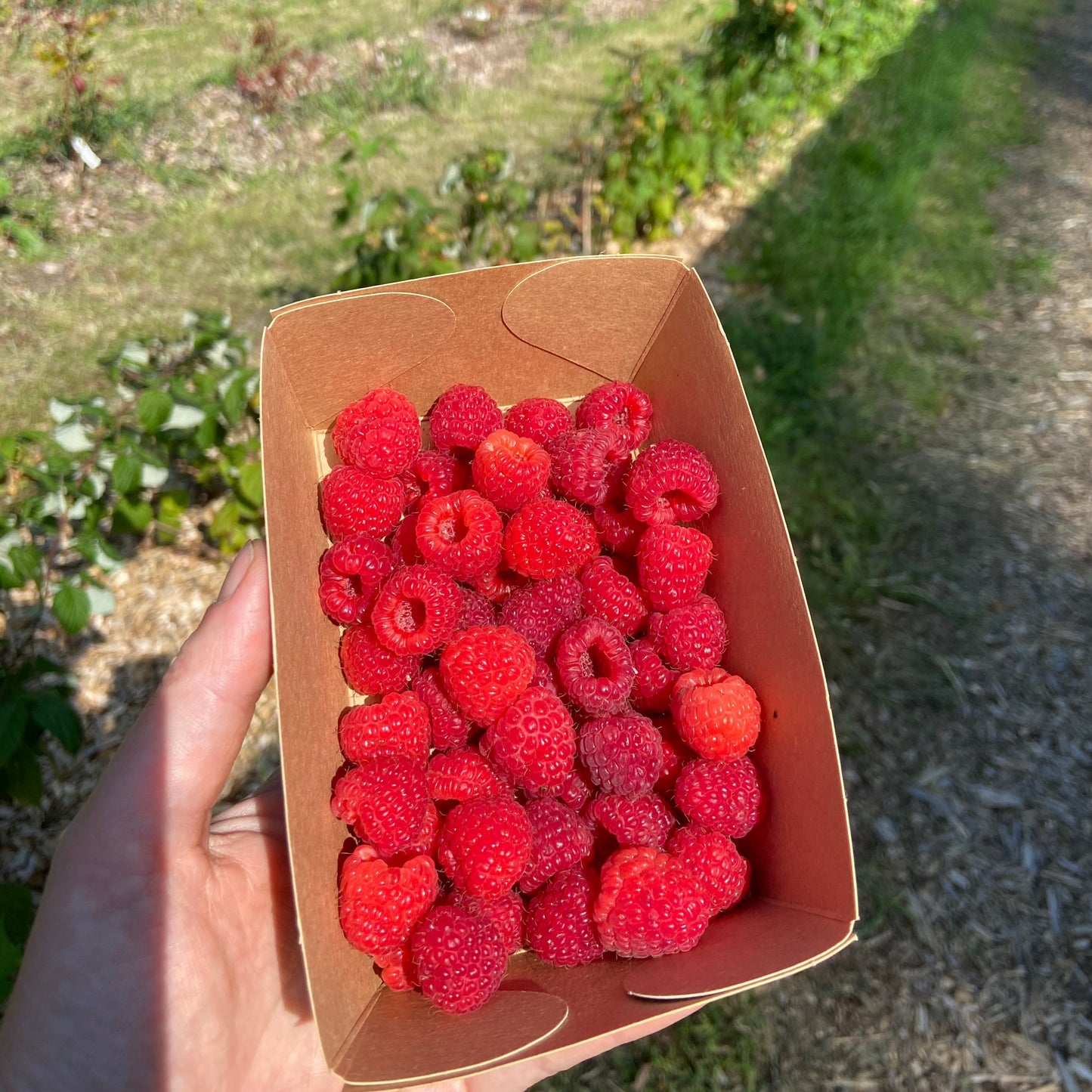 Frambozenjam (Laatste stuks!)