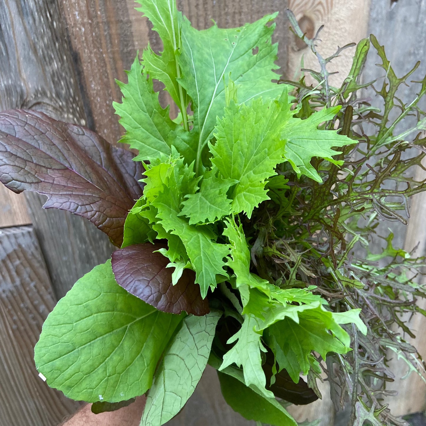 Bladmix uit de kas (100g)