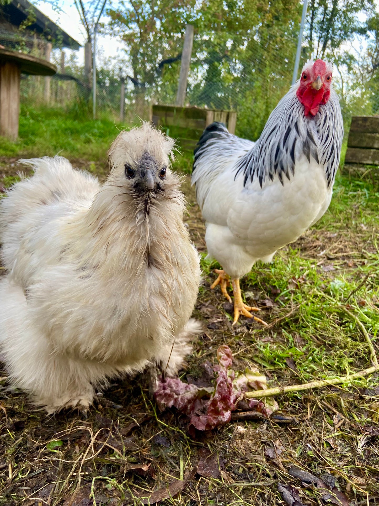 Eieren (doosje 6st, winterstop)