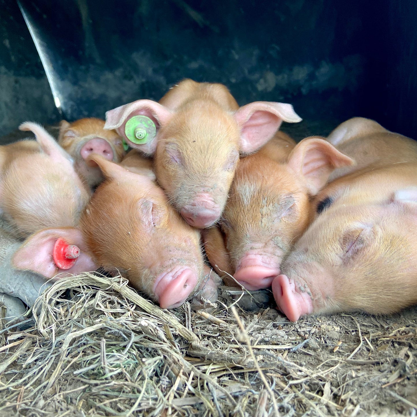 Tuinderij Magneet/flessenopener