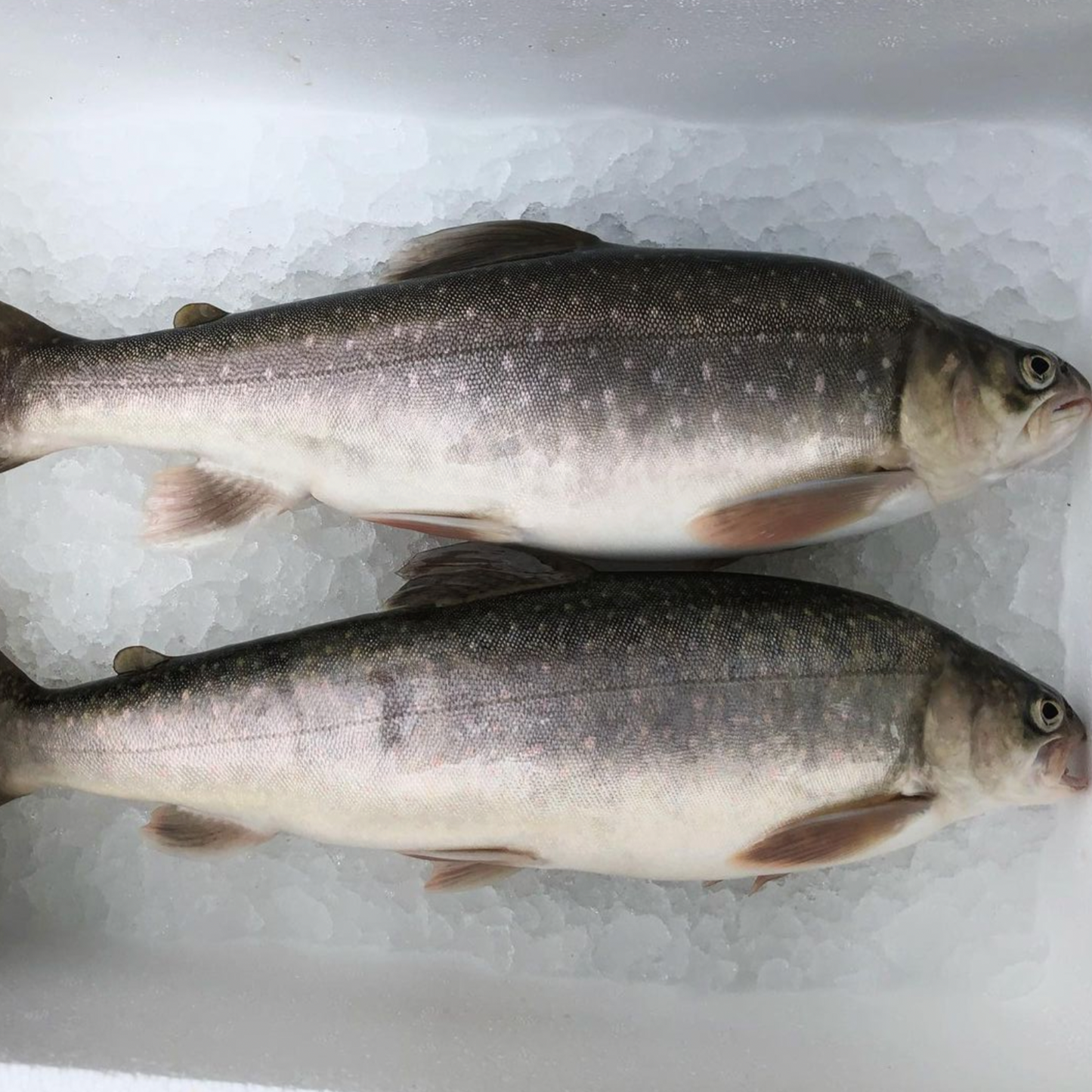 Beekridder filet (~200g, bevroren)